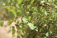 Lonicera iberica