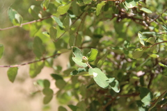 Lonicera iberica