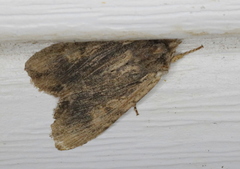 Lithophane hemina