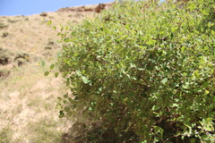Lonicera iberica