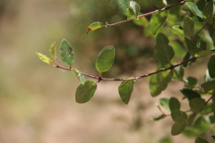 Lonicera iberica