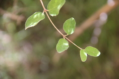 Lonicera iberica