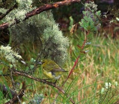Chlorodrepanis virens wilsoni