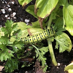 Papilio polyxenes