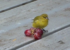 Chlorodrepanis virens wilsoni