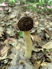 Morchella semilibera