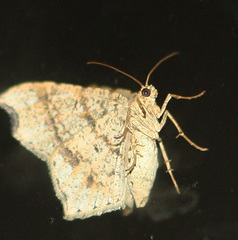 Macaria aequiferaria