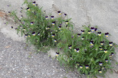 Viola tricolor tricolor