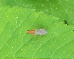 Sphaeroceroidea