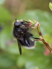 Criorhina ranunculi