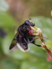 Criorhina ranunculi