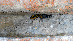 Gonatodes caudiscutatus