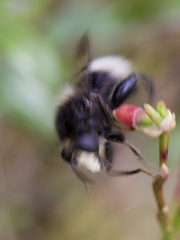Criorhina ranunculi