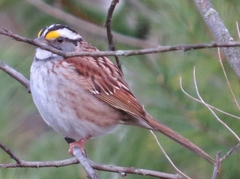 Zonotrichia albicollis image