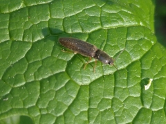 Athous haemorrhoidalis