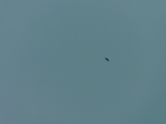 Ictinia mississippiensis