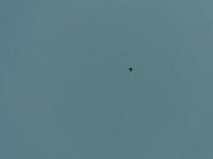 Ictinia mississippiensis