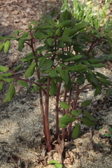 Paeonia obovata