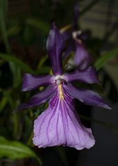 Miltonia moreliana
