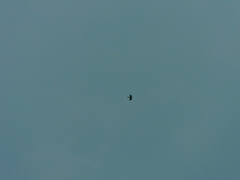 Ictinia mississippiensis