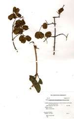 Combretum mossambicense