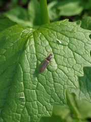Athous haemorrhoidalis