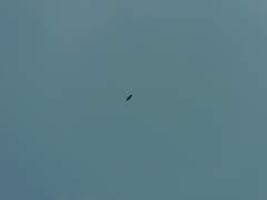 Ictinia mississippiensis