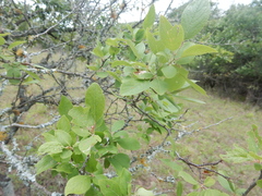 Prunus gracilis
