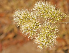 Combretum mossambicense