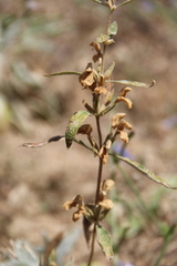 Phlomis armeniaca