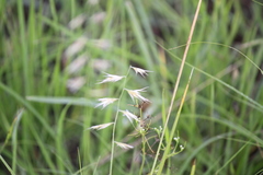 Bouteloua repens