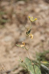 Phlomis armeniaca