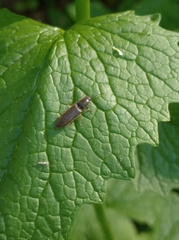 Athous haemorrhoidalis