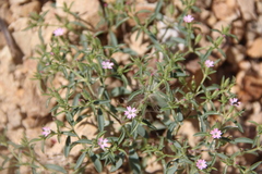 Saponaria orientalis