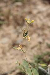 Phlomis armeniaca