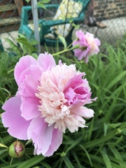 Paeonia lactiflora