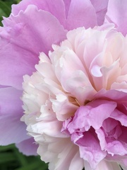 Paeonia lactiflora