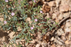 Saponaria orientalis
