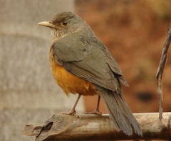 Turdus rufiventris