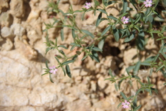 Saponaria orientalis