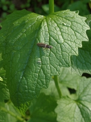 Athous haemorrhoidalis