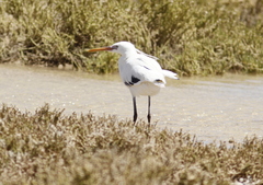 Egretta gularis schistacea
