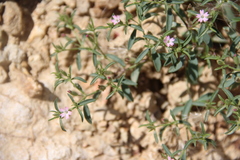 Saponaria orientalis