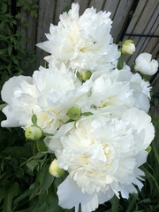 Paeonia lactiflora