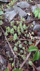 Sedum potosinum