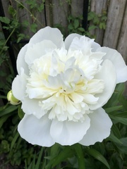 Paeonia lactiflora