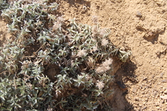 Stachys lavandulifolia