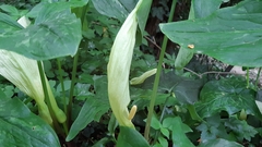 Arum italicum