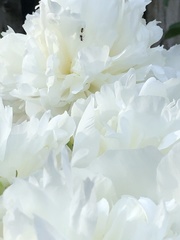 Paeonia lactiflora