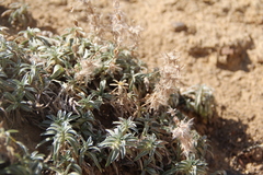 Stachys lavandulifolia